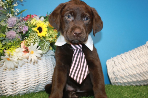 Prodám zdravá a krásná štěňata labradorského retrívra pejska a fenky. Prodám zdravá a krásná štěňata labradorského retrívra pejska a fenky.