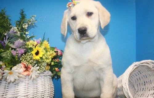 Prodám štěňata labradorského retrívra. Prodám štěňata labradorského retrívra.