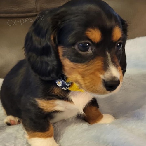 Prod�m zdrav� �t��ata jezev��k�