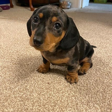 Prod�m zdrav� �t��ata jezev��k�