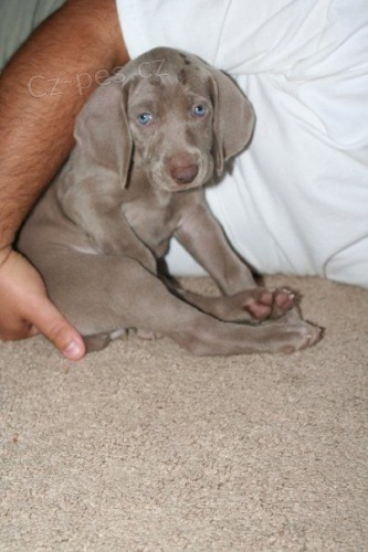 V�mar�t� oha�i �t��ata na prodej