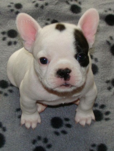 Prodám ZDRAVÁ a OČKOVANÁ štěňata francouzského buldočka. Prodám ZDRAVÁ a OČKOVANÁ štěňata francouzského buldočka.