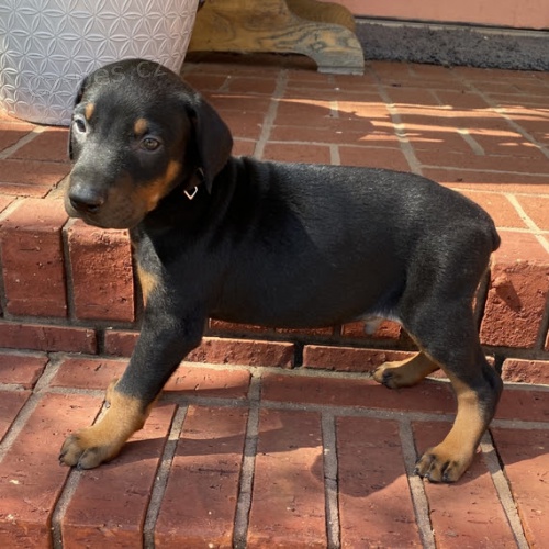 ZDRAV� dobrman pin� �t��ata na prodej.