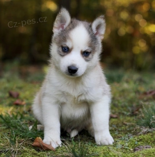 Prod�m zdrav� a o�kovan� �t��ata Pomskies (k��enec sibi�sk� husky a pomeranian)