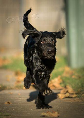 Labradoodle �t��ata