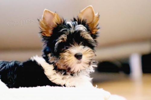 Biewer terrier Biewer terrier