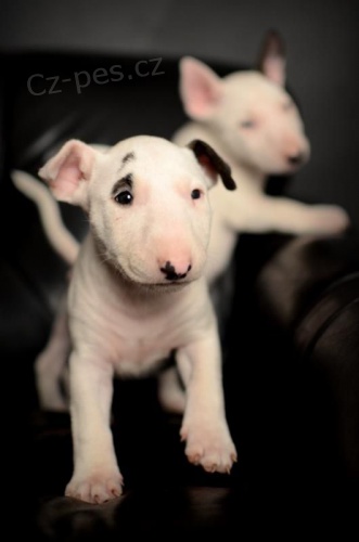 Prod�m kr�sn� �t���tka anglick�ho bulteri�ra.