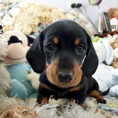 Prod�m zdrav� �t��ata jezev��k�