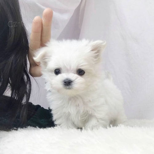 Prodám krásná mini štěňátka maltézáčka. Prodám krásná mini štěňátka maltézáčka.