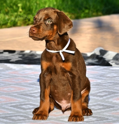 Dobrman pin� �t��ata k adopci