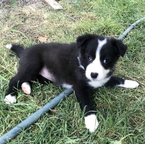 zdravá štěňata fenky a pejska Border kolie k adopci zdravá štěňata fenky a pejska Border kolie k adopci