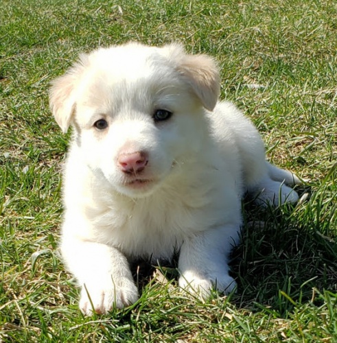 Prod�m zdrav� �t��ata australsk�ho ov��ka b�l� barvy