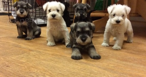 Štěňata malých kníračů k adopci. Jsou očkovaná a odčervená. Štěňata malých kníračů k adopci. Jsou očkovaná a odčervená.