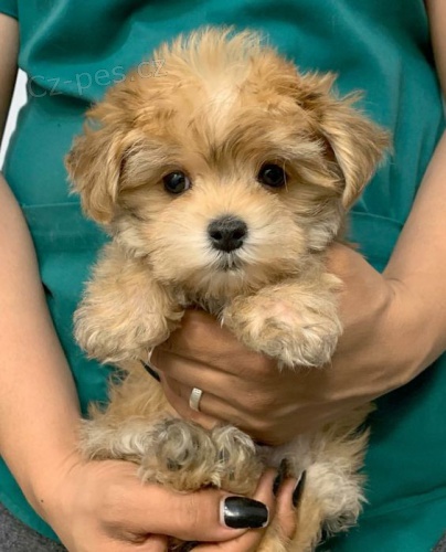 Štěňata Maltipoo pejsek a fenka k adopci. Všechna štěňata jsou očkovaná a odčervená. Štěňata Maltipoo pejsek a fenka k adopci. Všechna štěňata jsou očkovaná a odčervená.