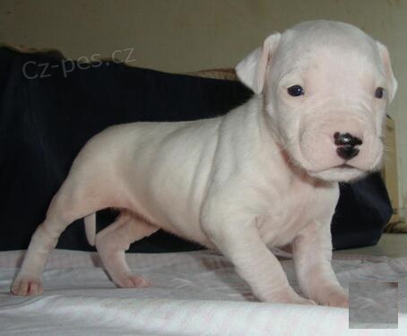 o�kovan� a od�erven� Dogo argentino adopce �t��at.
