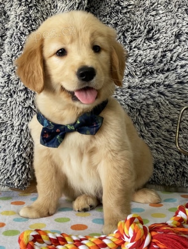 Prod�m ZDRAV� a O�KOVAN� �t��ata zlat�ho retr�vra.