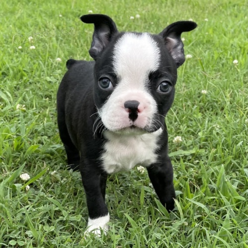 �t��ata bostonsk�ho teri�ra k adopci.