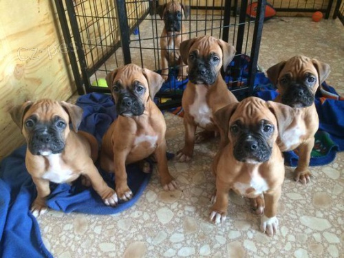 Krásná štěňata německého boxera k adopci. Nabízíme k prodeji několik očkovaných a odčervených vrhů štěňat boxerů. Krásná štěňata německého boxera k adopci. Nabízíme k prodeji několik očkovaných a odčervených vrhů štěňat boxerů.