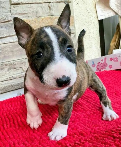 zdravá a očkovaná krásná štěňátka anglického bulteriéra k adopci zdravá a očkovaná krásná štěňátka anglického bulteriéra k adopci