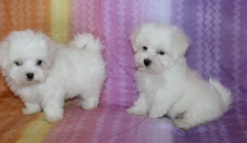 �t��ata Malt�tina k dispozici