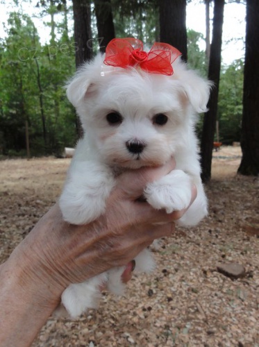 PRODÁM OČKOVANÁ miniaturní štěňata maltézáků. PRODÁM OČKOVANÁ miniaturní štěňata maltézáků.