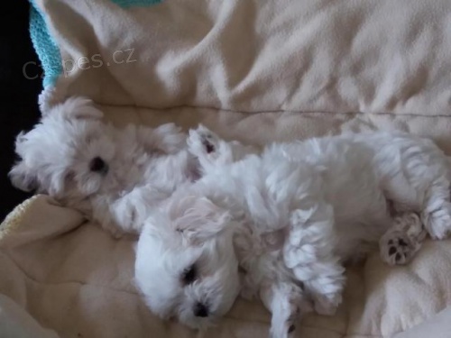 Cachorros malteses. Cachorros malteses.