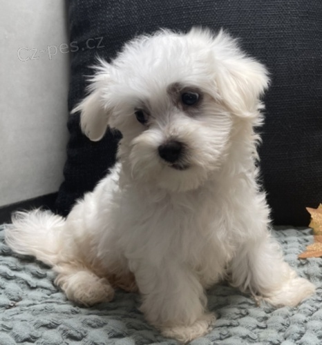 Maltská štěňata. Maltská štěňata.