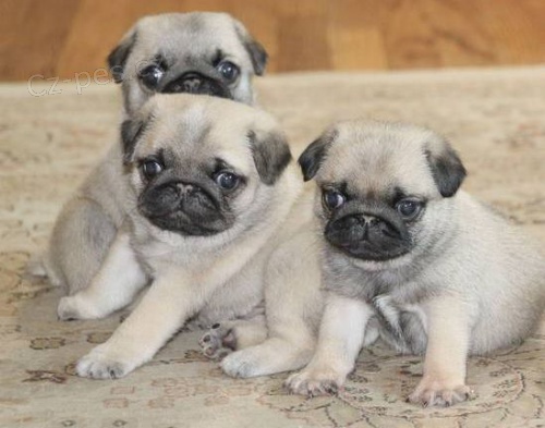 Kr�sn� b�ov� mops �t��ata na prodej. 