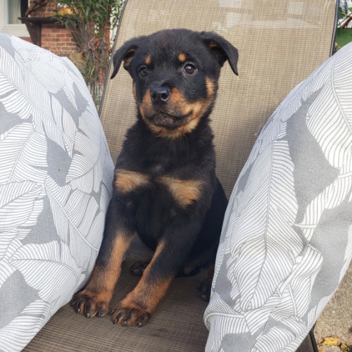 zdravá štěňata rotvajlera a feny k adopci. zdravá štěňata rotvajlera a feny k adopci.
