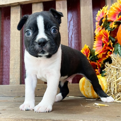 �t���tka bostonsk�ho teri�ra k ADOPCI