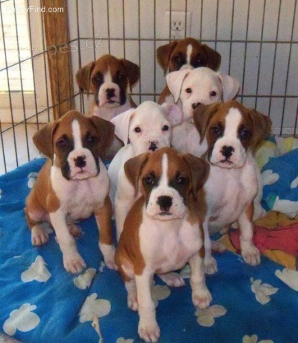 Kr�sn� �t��ata n�meck�ho boxera k adopci