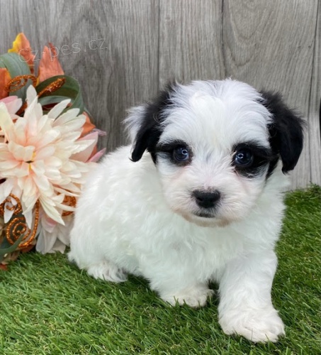havanese �t��ata k adopci