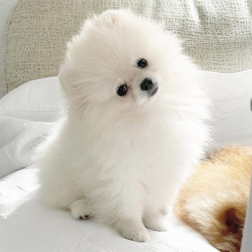 K dispozici kr�sn� �t��ata pomeranian�