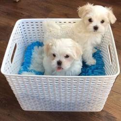 Maltézská štěňata. Maltézská štěňata.