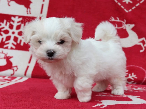 Malá maltézská štěňátka na prodej Malá maltézská štěňátka na prodej