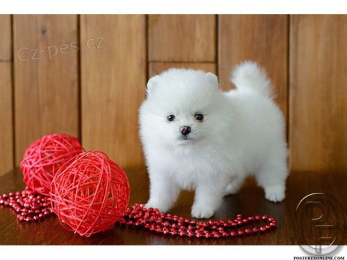 Prodám mini štěňata pomeraniana Prodám mini štěňata pomeraniana