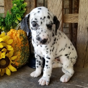 Štěňata bišonka k adopci Štěňata bišonka k adopci