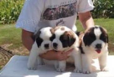 Rozkon tata svatho Bernarda.