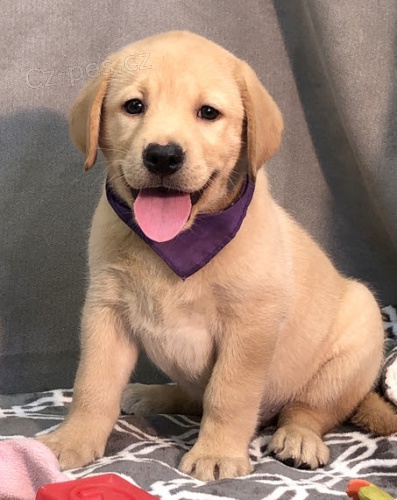 Zdrav� �t��ata labradorsk�ho retr�vra k adopci.