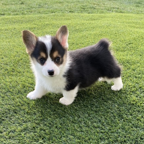 kr�sn� a and�lsk� �t��ata Pembroke Welsh Corgi na prodej.