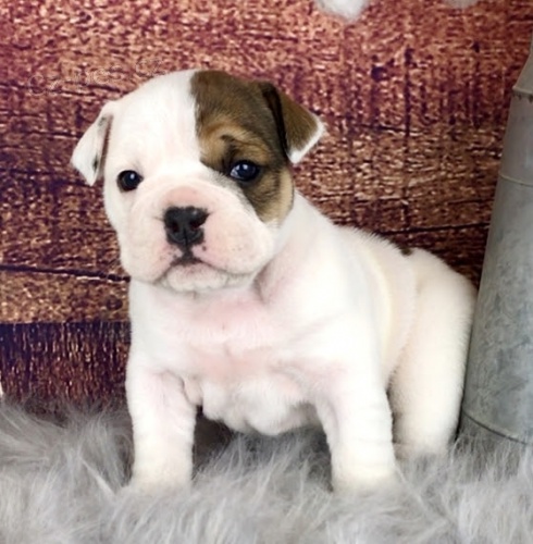 zdrav� o�kovan� Kr�sn� �t��ata anglick�ho buldo�ka k adopci