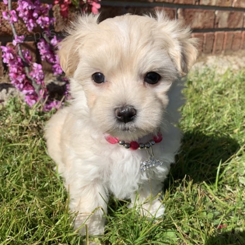 OČKOVANÁ miniaturní maltézáčci k adopci OČKOVANÁ miniaturní maltézáčci k adopci