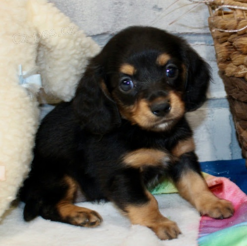 zdrav�, o�kovan� a od�erven� �t��ata jezev��k� k adopci