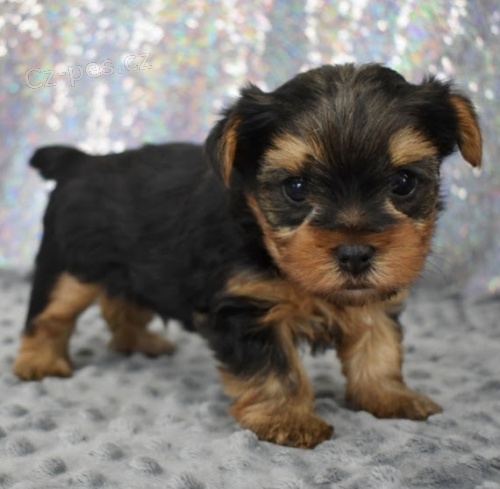Prodám rozkošná a krásná miniaturní štěňátka jorkšírského teriéra. Prodám rozkošná a krásná miniaturní štěňátka jorkšírského teriéra.
