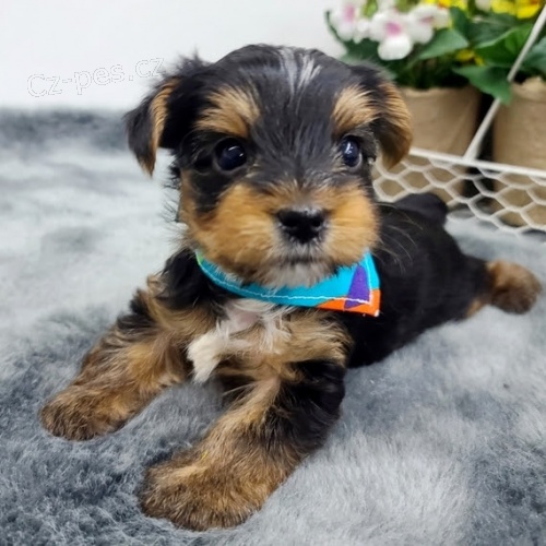 Prodám rozkošná a krásná miniaturní štěňátka jorkšírského teriéra. Prodám rozkošná a krásná miniaturní štěňátka jorkšírského teriéra.