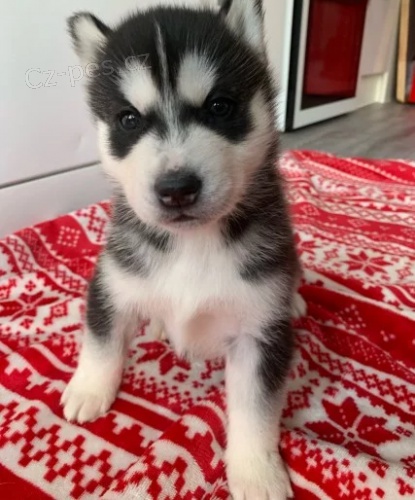 Rozko�n� sibi�sk� husky s kr�sn�ma modr�ma o�ima.