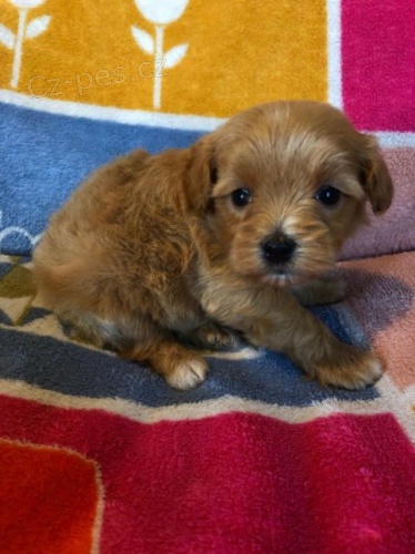 Ohromující maltská štěňata. Ohromující maltská štěňata.