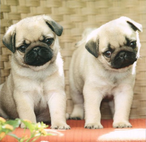 �t��ata mops� k adopci.