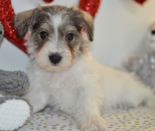 Štěňata malého knírače k adopci. Štěňata malého knírače k adopci.