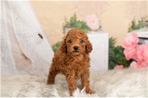 �t��ata pudla k dispozici.